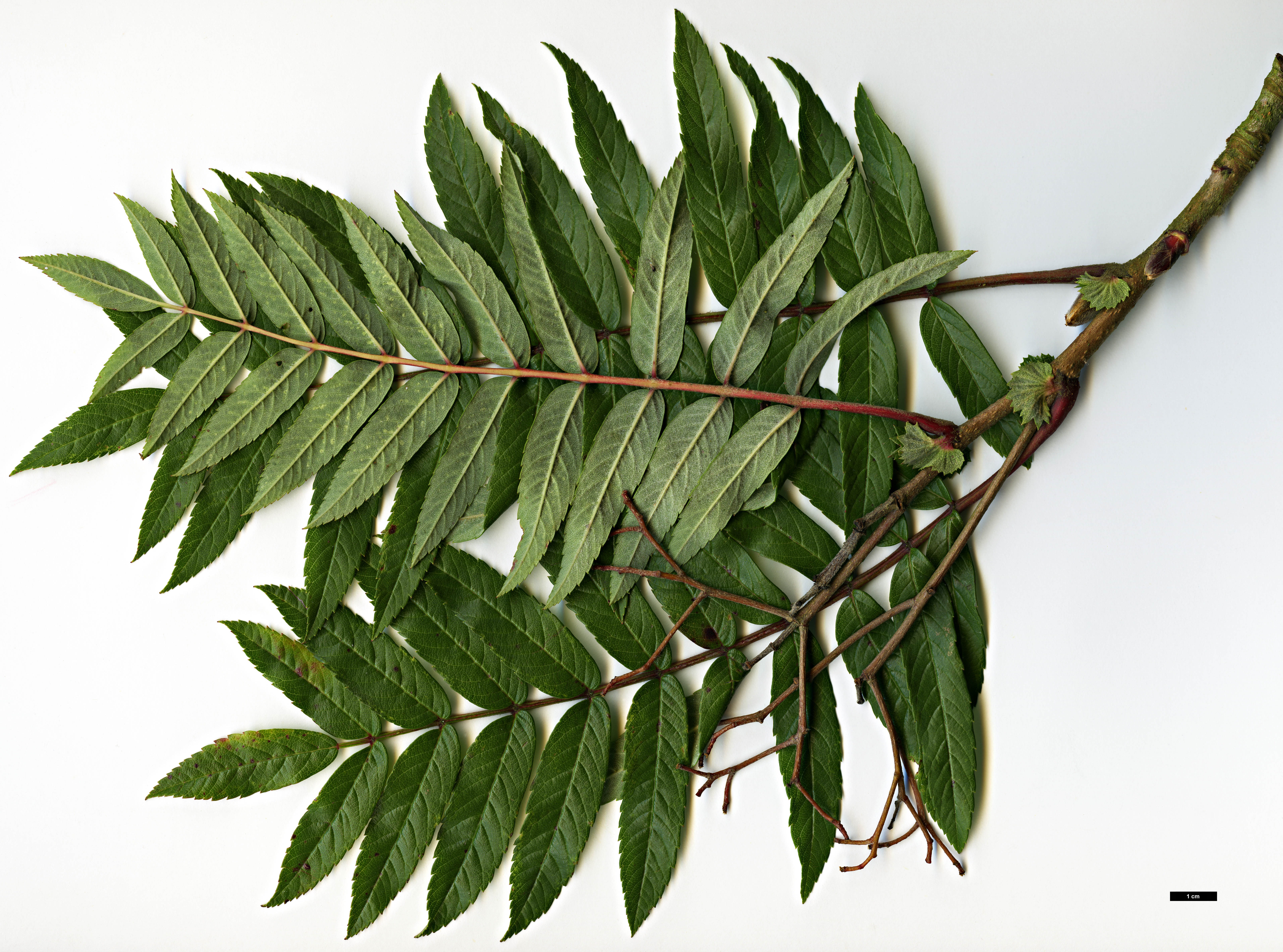 High resolution image: Family: Rosaceae - Genus: Sorbus - Taxon: esserteauiana × S.scalaris